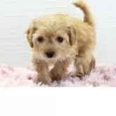 コッカプー(アメリカンコッカースパニエル×トイプードル)【愛知県・女の子・2025年9月2日・クリーム】の写真1「とってもかわいいコッカプーの女の子です」