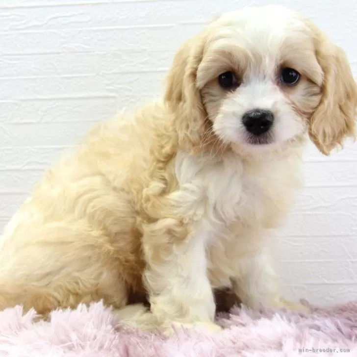 ID：2410-00231の子犬