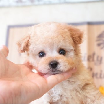 タイニープードル【大阪府・男の子・2025年7月1日・クリーム】の写真「ドワーフ系のずんぐりちゃん」