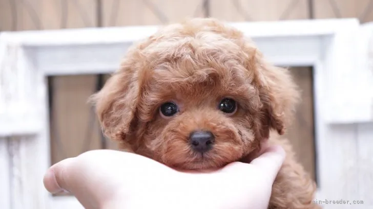 ID:2111-00950の子犬