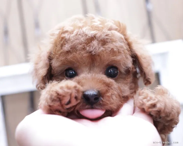 ID:2204-00447の子犬
