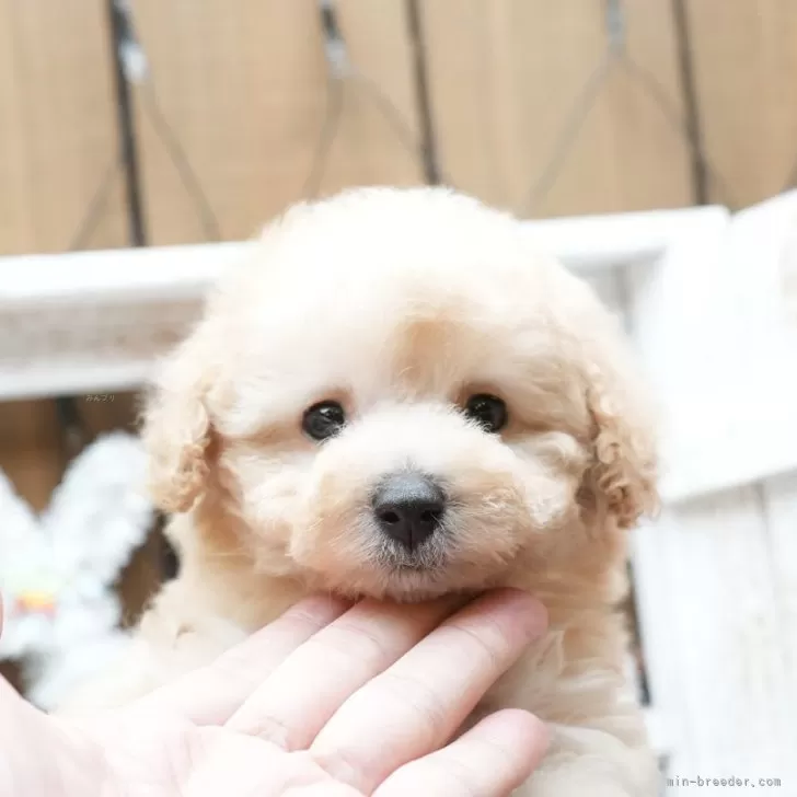 ID：2312-05594の子犬