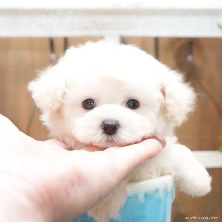 ID：2306-05081の子犬