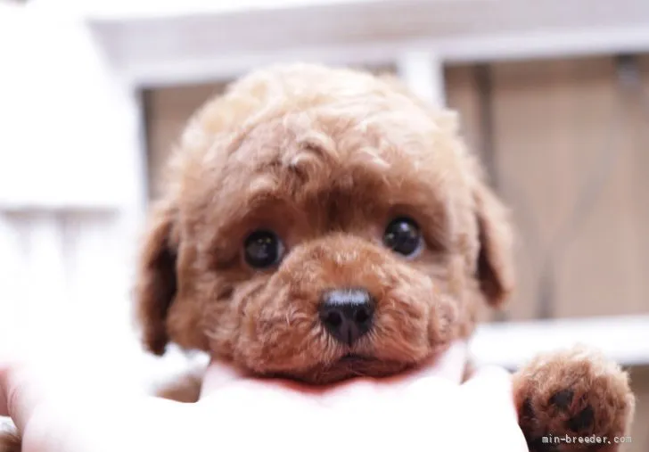 ID：2204-00448の子犬