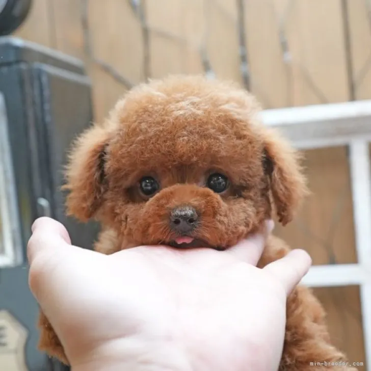 ID：2304-01383の子犬