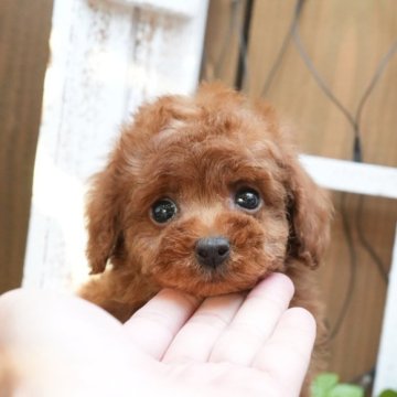 トイプードル(タイニー)【大阪府・男の子・2023年2月15日・レッド】の写真「お目目クリクリちゃんです」