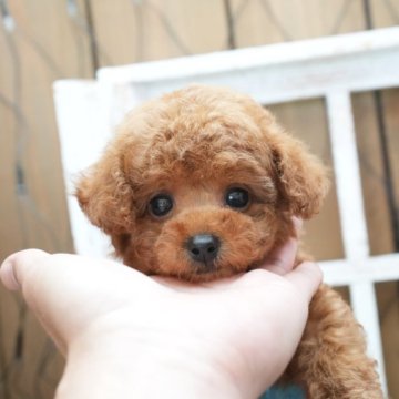 トイプードル(タイニー)【大阪府・男の子・2023年7月28日・レッド】の写真「大きなまん丸お目目の可愛い子」