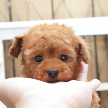 トイプードル(タイニー)【大阪府・男の子・2023年2月14日・レッド】の写真「まん丸お目目のモコモコちゃん」