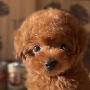 トイプードル(ティーカップ)【大阪府・男の子・2022年7月4日・レッド】の写真「小さな両親から生まれた子」