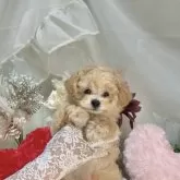 ティーカッププードル