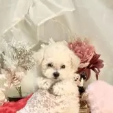 ティーカッププードル