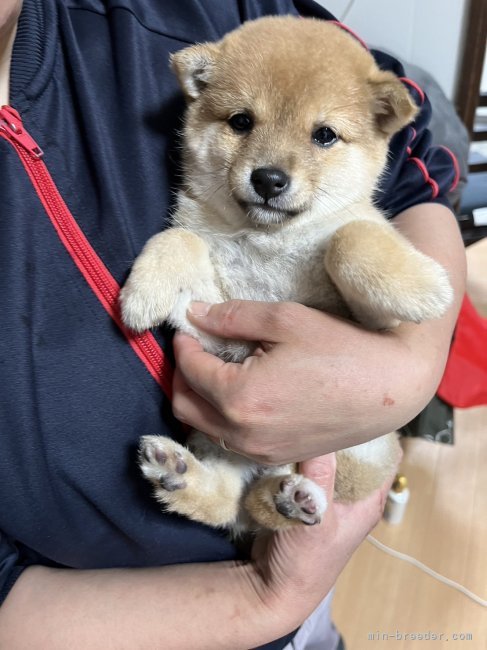 小見　佐市(こみ　さいち)ブリーダー(群馬県・柴犬など・KC登録)の紹介写真3