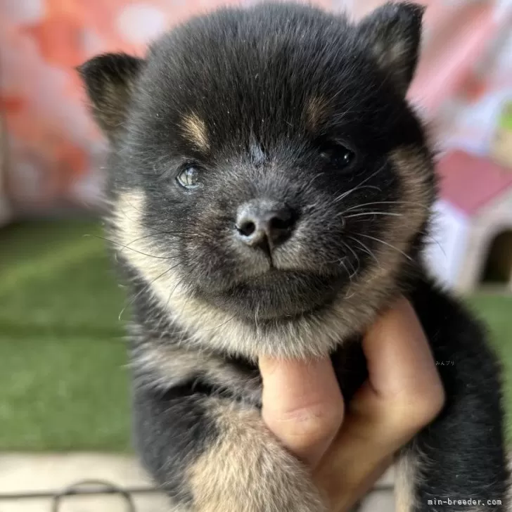 とも 様のお迎えした子犬