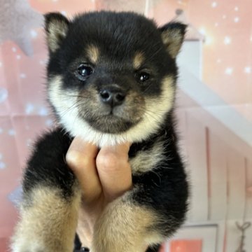 柴犬(豆柴)【群馬県・男の子・2025年1月26日・黒】の写真「小さめボーイ♡掲載3/30まで」