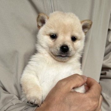柴犬(豆柴)【群馬県・男の子・2025年8月12日・白】の写真「おっとりで甘えん坊な白豆柴のぼく！」