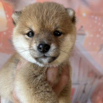 柴犬(豆柴)【群馬県・男の子・2024年12月7日・赤】の写真「小柄、元気、可愛い♡三拍子揃ったボク！」