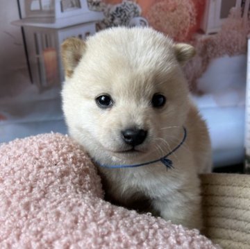 柴犬(豆柴)【群馬県・男の子・2025年1月14日・白】の写真「甘えん坊で人懐っこい♡白豆柴のぼく！」