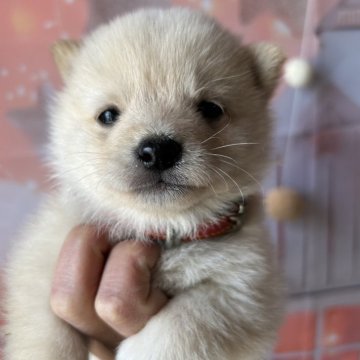 柴犬(豆柴)【群馬県・男の子・2025年1月28日・白】の写真「掲載本日（23日）まで！可愛い豆柴のぼく！」