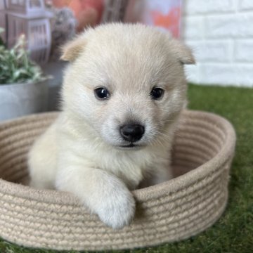 柴犬(豆柴)【群馬県・男の子・2025年7月21日・白】の写真「もふもふおっとり豆柴ぼくちゃん！」