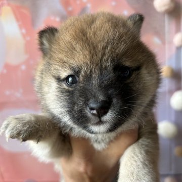 柴犬(豆柴)【群馬県・女の子・2025年4月1日・赤】の写真「人懐っこくて可愛い♡豆柴女の子！」