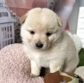 豆柴