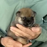 豆柴