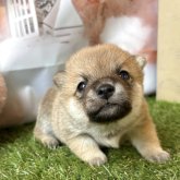 柴犬(豆柴)