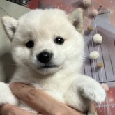 柴犬(豆柴)