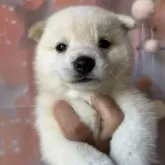 豆柴