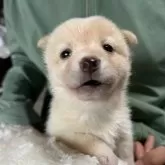 豆柴