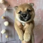豆柴