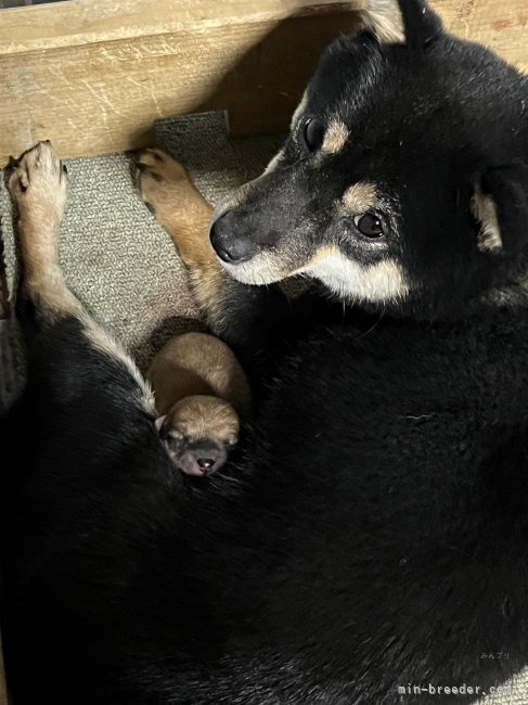 豆柴【・女の子・2023年8月1日・黒】