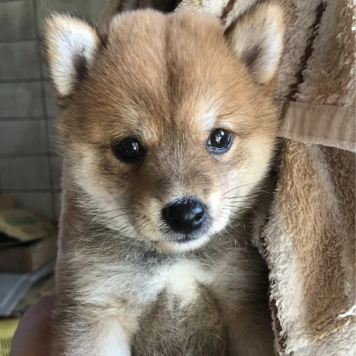 ID：2307-03117の子犬