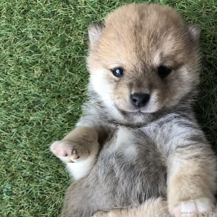 ID：2402-04381の子犬