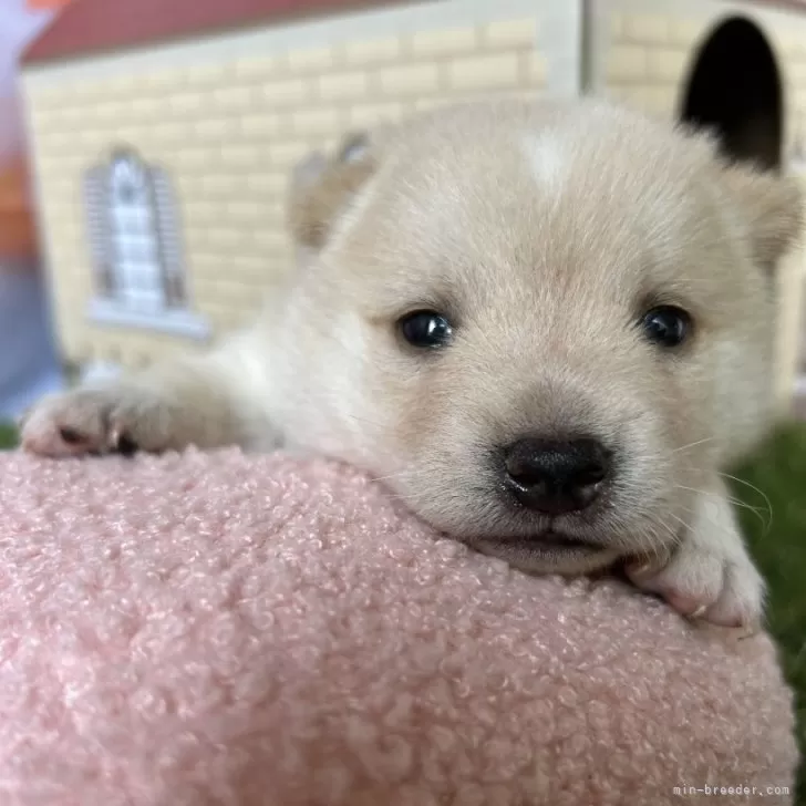 T.K 様のお迎えした子犬