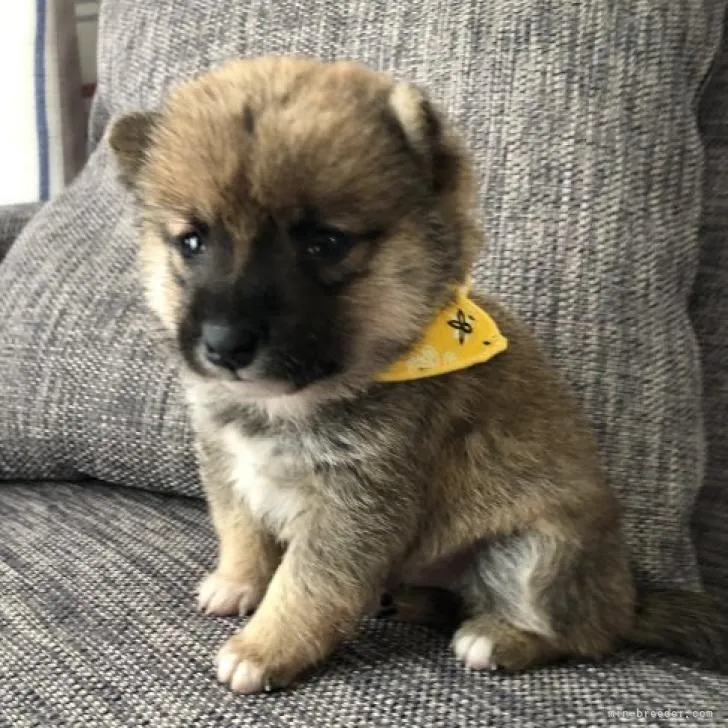 ID:2207-03461の子犬