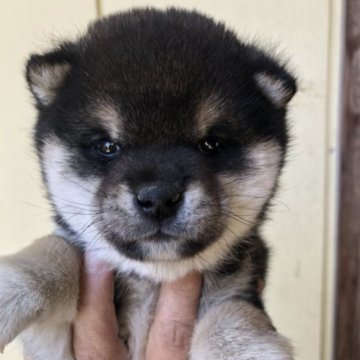 柴犬(豆柴)【群馬県・男の子・2023年1月3日・黒】の写真「ころころ可愛い豆柴男の子！」