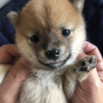 柴犬(豆柴)【群馬県・女の子・2023年3月14日・赤】の写真「小さく可愛い豆柴女の子！」