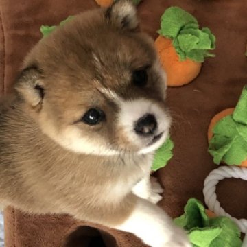 柴犬(豆柴)【群馬県・男の子・2023年1月3日・赤】の写真「かわいいお顔の豆柴男の子！」