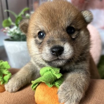 柴犬(豆柴)【群馬県・女の子・2024年8月19日・赤】の写真「おっとりタイプ！可愛い豆柴女の子♡」