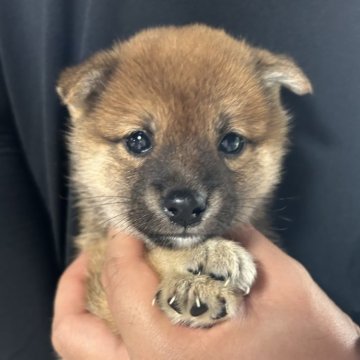 柴犬(豆柴)【群馬県・男の子・2024年7月30日・赤】の写真「たぬき顔の可愛いぼく！」