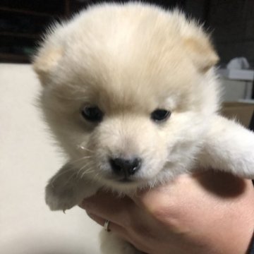 柴犬(豆柴)【群馬県・男の子・2024年1月23日・白】の写真「まるでシロクマさん超可愛いボク！」