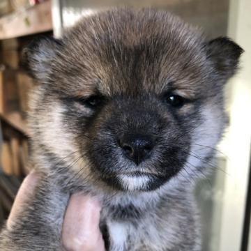 柴犬(豆柴)【群馬県・女の子・2022年9月27日・赤】の写真「可愛い顔だちのムチコロパピーです。」