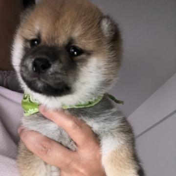 柴犬(豆柴)【群馬県・男の子・2022年6月22日・赤】の写真「色味良く、可愛い顔立ちの男の子」
