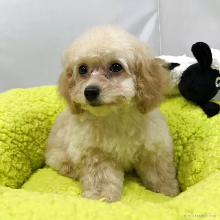 ID:2503-07655の子犬