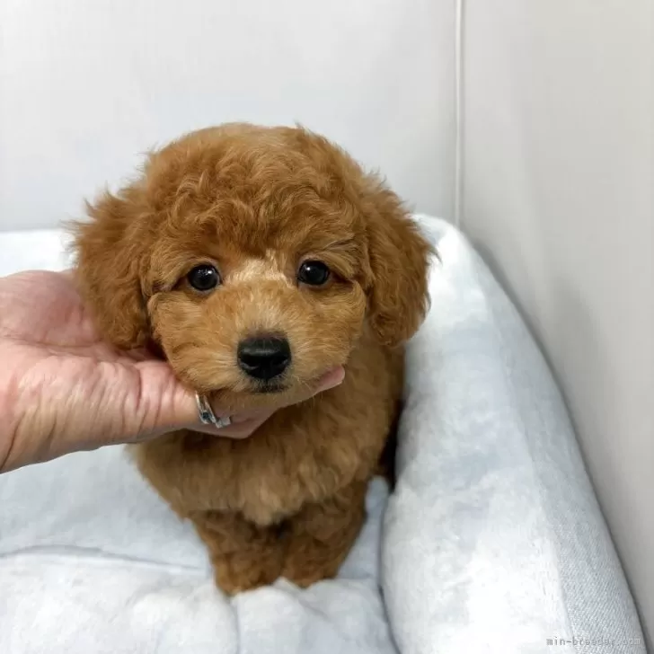 ID：2510-08198の子犬