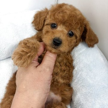 タイニープードル【兵庫県・男の子・2025年9月16日・レッド】の写真「⭐️おとなしく目が可愛い男の子です」