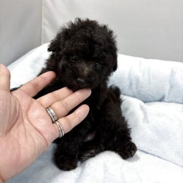 トイプードル(ティーカップ)【兵庫県・男の子・2025年11月6日・シルバー】の写真「お目目の可愛くて小さい男の子です。」