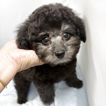 タイニープードル【兵庫県・男の子・2025年8月26日・シルバー】の写真「⭐️フワモコのハンサム君です」