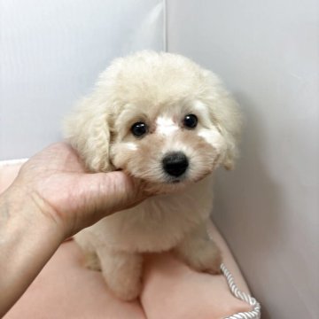 タイニープードル【兵庫県・女の子・2025年8月19日・ホワイト】の写真「⭐️フワモコでおとなしい女の子です」
